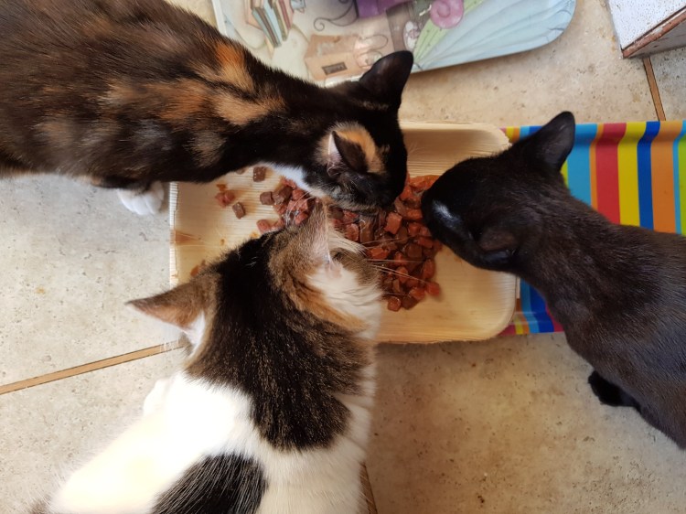cats munching